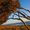 Cambria, California May 2010