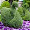 Swan topiaries, May 2007