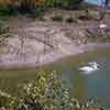 Disneyland Sleeping Beauty Castle swans, 1957/58