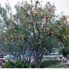 Disneyland Central Plaza orange tree, September 1960