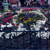 Disneyland Central Plaza, March 1975