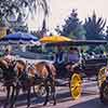 Livery Stable Carriage