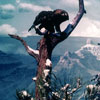Diorama Eagle, from a Disneyland Panavue Slide