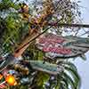 WDW Adventureland Jungle Cruise January 2010