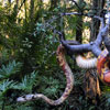 WDW Adventureland Jungle Cruise January 2010