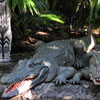 WDW Adventureland Jungle Cruise January 2010