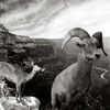Early Grand Canyon Diorama 1958