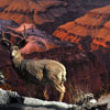 Disneyland Grand Canyon Diorama January 2012