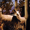 Grand Canyon Diorama, September 2010