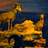 Grand Canyon Diorama, October 2010