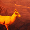 Grand Canyon Diorama, May 2009