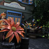 Disneyland New Orleans Square Depot September 2011