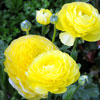 Fantasyland flowers, March 2009