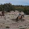 The Grand Canyon Railway, May 2016