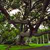 Royal Cemetery in Honolulu