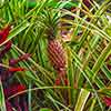 Dole Plantation