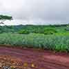 Dole Plantation