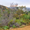 Runyon Canyon March 2012