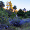 Runyon Canyon June 2012