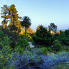 Runyon Canyon June 2012