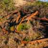 Runyon Canyon January 2011