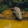 Jungle Cruise 1957