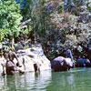 Elephants bathing, July 1968