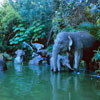 Elephants, September 1969