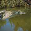 Disneyland Jungle Cruise Alligator, August 1956