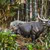 Disneyland Jungle Cruise Water Buffaloes, December 2006