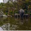 Disneyland Jungle Cruise photo, August 1962