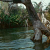 Disneyland Jungle Cruise ancient shrine area, 1960s