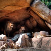 Jungle Cruise African Veldt July 2012