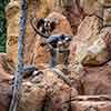 Jungle Cruise African Veldt May 2015