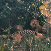 Jungle Cruise African Veldt, Summer 1959