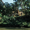 Jungle Cruise African Veldt, 1950s