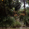 Jungle Cruise African Veldt, May 1959