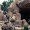 Disneyland Jungle Cruise African Veldt, April 1977