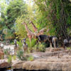 Jungle Cruise African April 2008