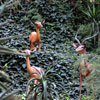 Jungle Cruise African Veldt photo, February 2010