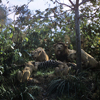 Jungle Cruise African Veldt, 1957/1958