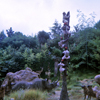 Jungle Cruise African Veldt, October 1966