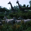 Jungle Cruise African Veldt, September 1965