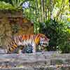 Jungle Cruise Ancient Shrine Bengal Tiger January 2011