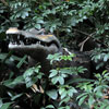 Jungle Cruise Ancient Shrine photo February 2011