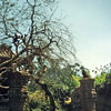 Disneyland Jungle Cruise photo, 1955