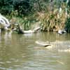 Disneyland Jungle Cruise 1957/1958