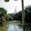 Jungle Cruise, 1950s