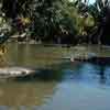 Disneyland Jungle Cruise, September 1958