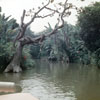 Disneyland Jungle Cruise September 3, 1958